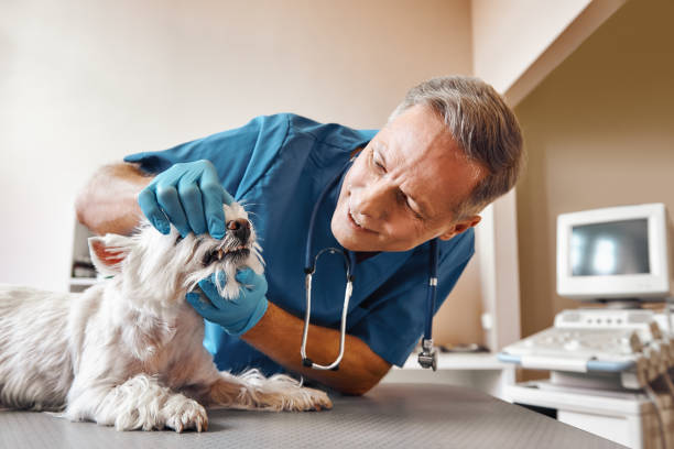 Best Emergency Gum Treatment in South Elgin, IL